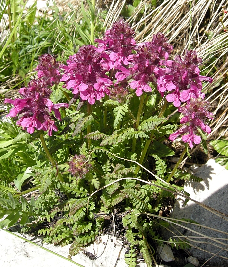 Pedicularis verticillata